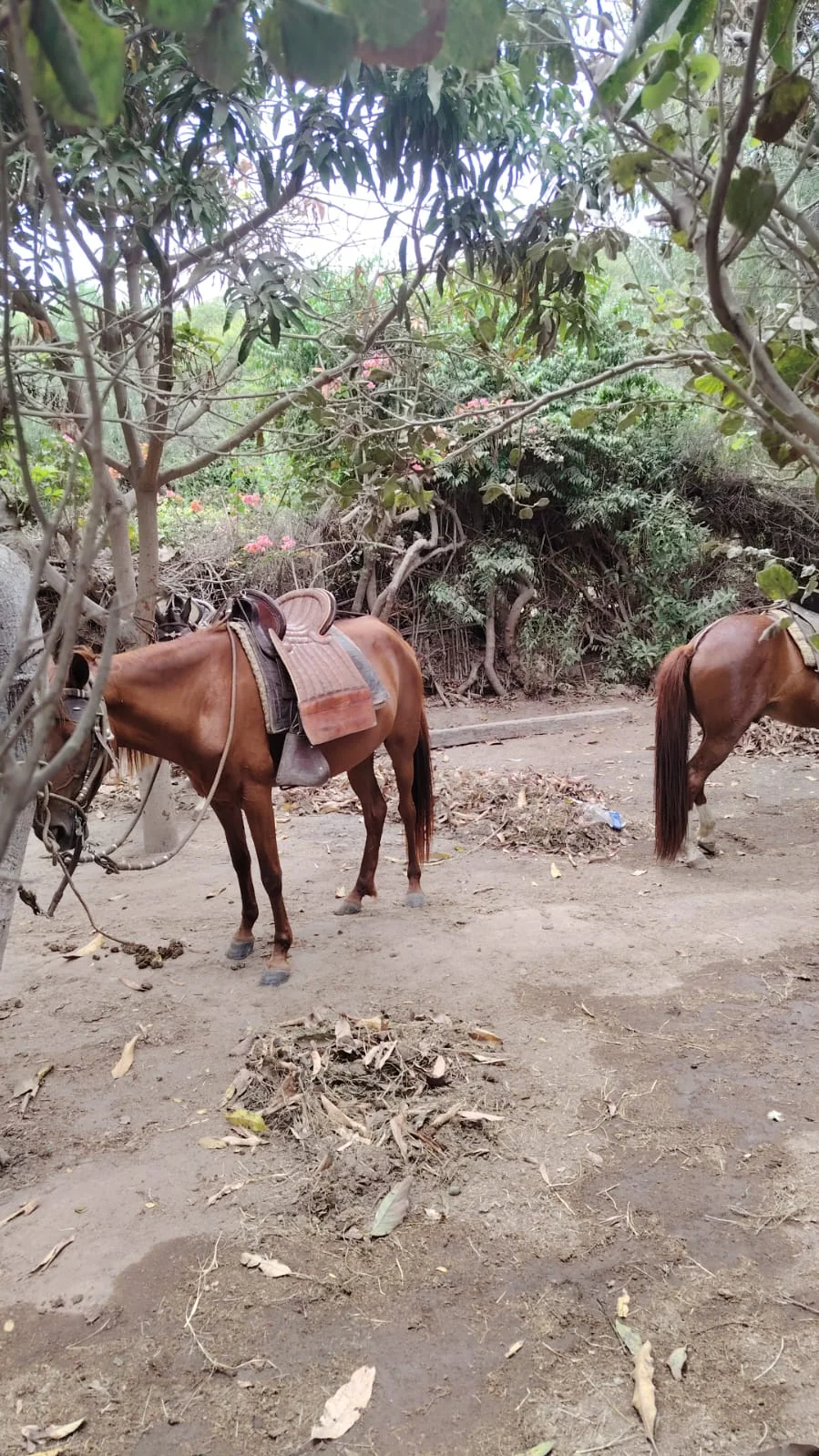 Caballos descansando cerca de las caballerizas